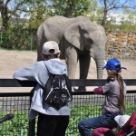 zoo slon karta