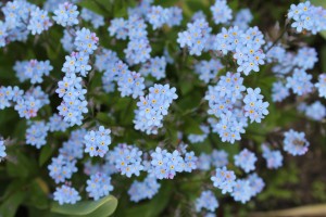 forget me not poem