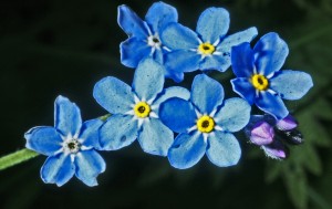 forget me not 