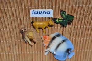 fauna